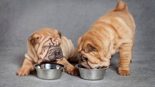 Un cucciolo di cane di piccola taglia mangia con gusto da una ciotola.