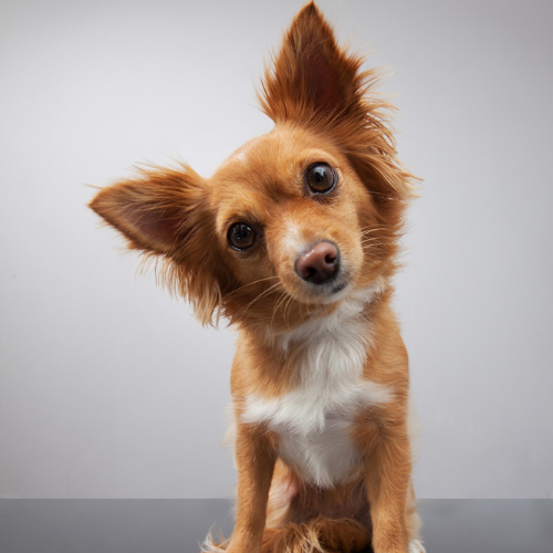 L'alimentazione dei cani di piccola taglia: una breve guida