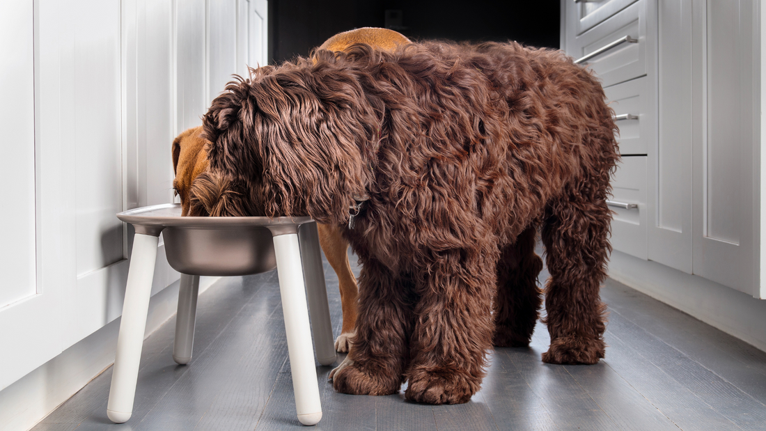 L'Alimentazione dei Cani di Taglia Grande: Una Guida Completa