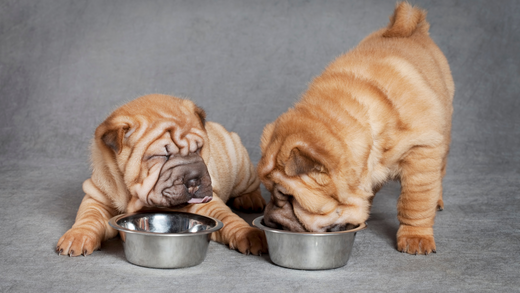  Un cucciolo di cane di piccola taglia mangia con gusto da una ciotola.