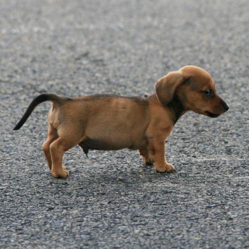 Cane Cucciolo